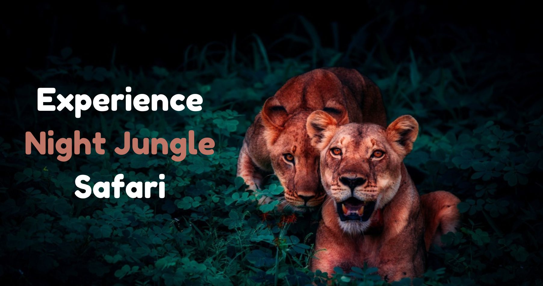 6 Must-Experience Night Jungle Safari Destinations in India